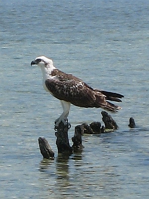 Ospreys soar along our coastlines looking for fish rippling the water.