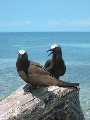 This Brown Noddy seems to be scolding "her" mate????