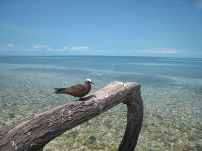Sea birds on French Cay in the Turks and Caicos Islands