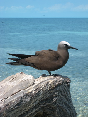 Here's a close up of this beautiful seabird...the Brown Noddy