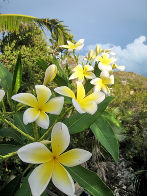 You should see my Frangipani right now........beautiful blooms and the scent is divine! 