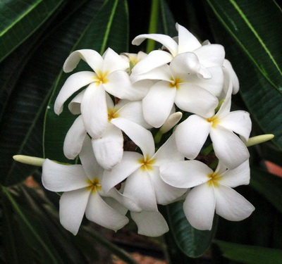 Wild Frangipani flowers have oblong petals that are five lobed and with yellow centres