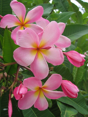 The Frangipani is also known as Plumeria