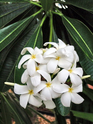 Local Frangipani or Plumeria grows wild with beautiful clusters of white flowers