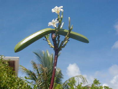 Seed pod on a wild Frangipani
