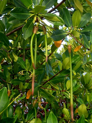 Mangroves have a seed capsule that is a self contained pre germinated plant. It matures on the tree and then drops into the water. They can float quite a ways before finding a spot to plant themselves