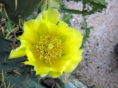 Beautiful yellow blooms on an Opuntia Cactus at Harbour Club Villas