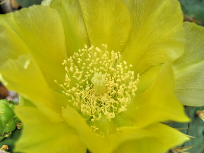 Close up of the centre of the Opuntia Cactus flower