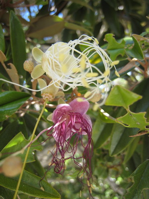 A beautiful Jamaican Caper Tree with a mass of exotic looking blooms