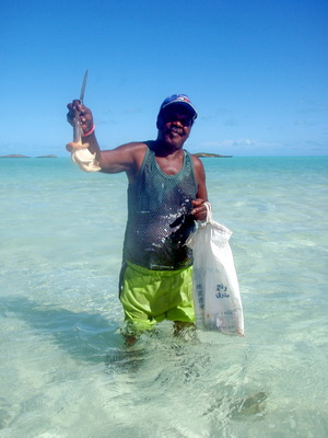 He cracked the conch, pulled out the meat and continued through the water looking for more.