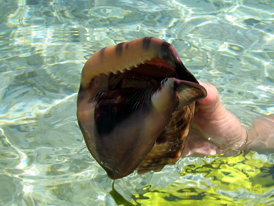 The King Helmet is a species of very large sea snail with a solid heavy shell.