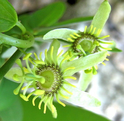 A beautiful miniature Passion Flower vine started growing under one of our palm trees