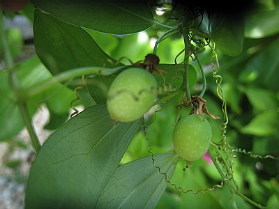 Here's a couple of passion fruits hanging from the vine