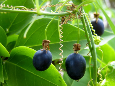 When the fruits turn a dark purple-black colour, they are favoured by the birds
