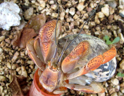 Hermit crabs are the only crabs that are able to walk forwards!!