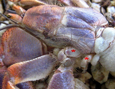 Here's a close up of the Hermit Crab's fourh and fifth legs that grasp onto the shell.