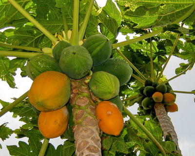 Harbour Club's papaya trees are loaded with small fruits ready to be picked.