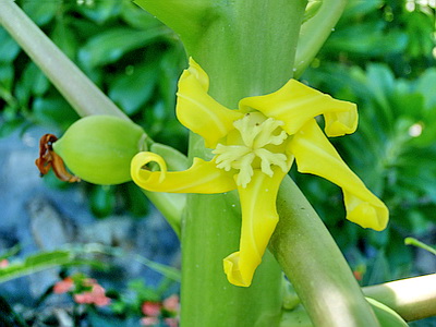 Beautiful yellow flowers of the female gender have five petals and are rather waxy looking.