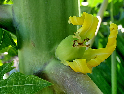 A small baby papaya starts to grow as the yellow petals die off.