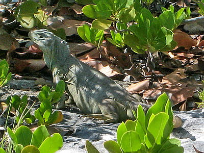 I was thrilled to see several Rock Iguanas and I could hear the rustling of many others as they made their escapes before I could spot them.