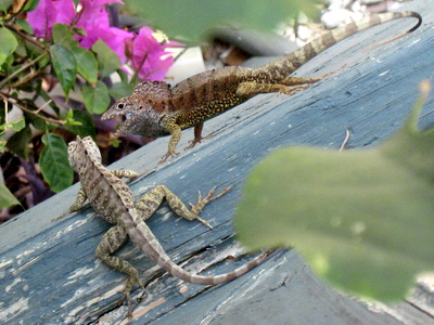 Face off as two Anole Lizards prepare to do battle