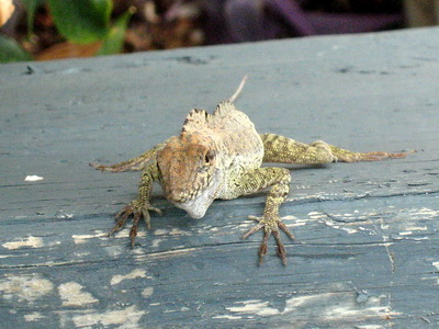 Head on shot as this little lizard saw the camera