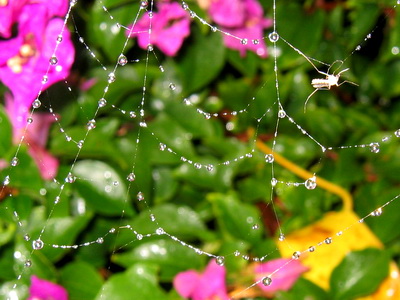 Liquid sunshine pearl drops on a spider's web taken one afternoon that I found irresistable for a photo.