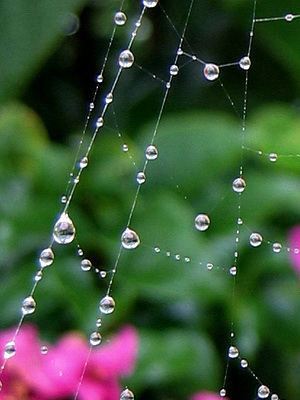 It was fascinating the way the silvery drops hung delicately off the silken strands of the web