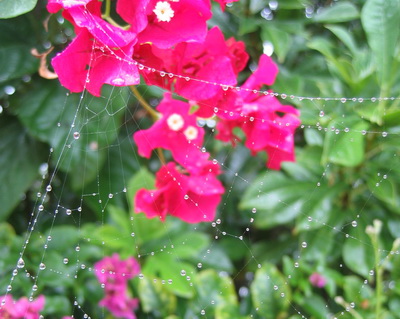 The spider's web with strands of liquid pearls stood out from the backdrop of one of my fushia coloured bouganvillea.