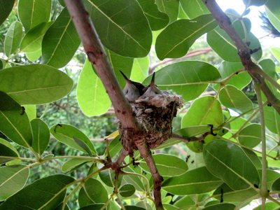 I looked up and straight ahead and saw a small hummingbird nest with two beaks sticking up in the air.