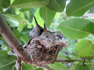 The two baby hummingbirds were snuggled side by side in the nest.