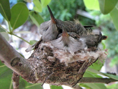 The two baby hummingbirds are so sweet and almost look like they are getting too big to fit both of them together.