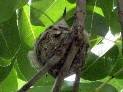 I wanted you to see how this nest is cradled in a tri-fork of a Poui tree.