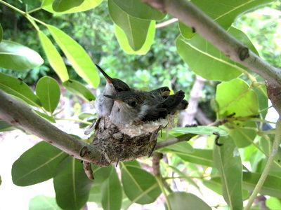 The two baby hummingbirds have almost outgrown their little nest.