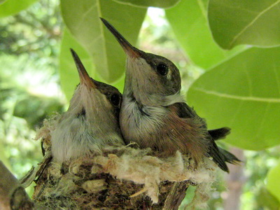 The Bahama Woodstar hummingbird babies are almost ready to fly and leave the nest