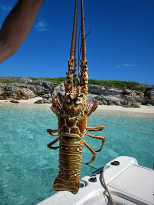 Lobster fishing on the second day of Lobster Season in the Turks and Caicos Islands.