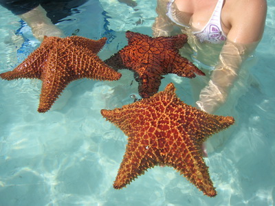 Three large Cushion Sea Stars and each one was a slightly different colour combination.