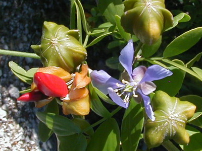 The beautiful Lignum Vitae is found throughout the Turks and Caicos Islands