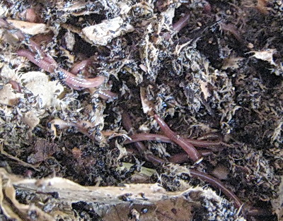 Here's some of the worms and in about another four months, we should be able to harvest the finished compost.