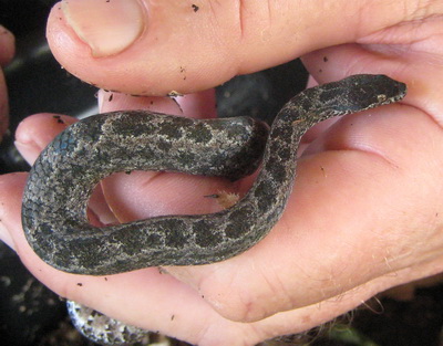 This Pygmy or Dwarf Boa is about 12 inches long which is about the size that they grow to here in the islands.
