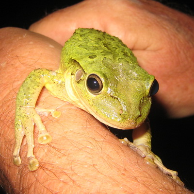 This little tree frog clamped down on Barry's arm with his suction cup toes.