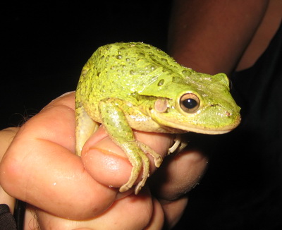 This tree frog was a beautiful green colour with some black markings.