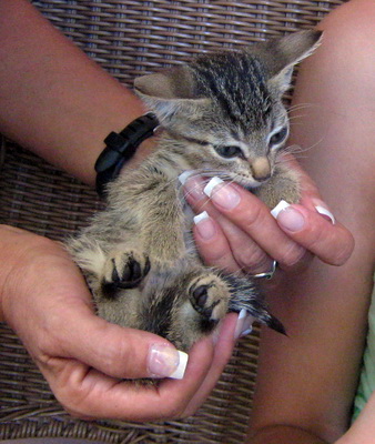 A cute handful of fluff as the Donna holds the rescued kitten named Minnie.
