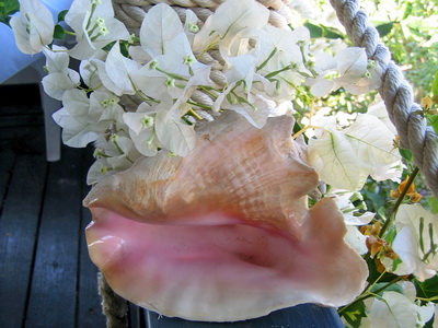 Conch shell with white bouganvillea flowers at Harbour Club Villas.
