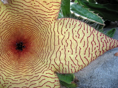 The starfish-shaped flower of the Stapelia Gigantea is a subdued yellow covered by miniature purple hairs. 