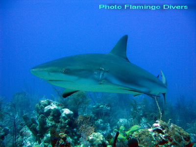 Reef shark checks out the camera on a dive with Mickey and Jayne of Flamingo Divers
