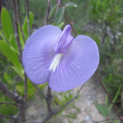 The lavender blue pea flowers of the Butterfly Pea were blooming in profusion.