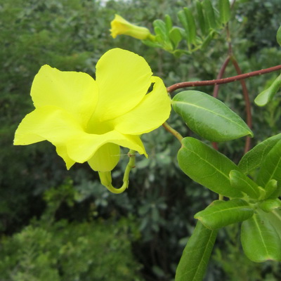 The wild alamanda stands out with its' brilliant yellow showy flowers.