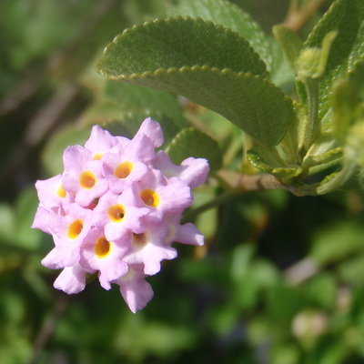 Pretty pink with yellow clusters of the Sea Sage or Lantana. It was used as a tonic for chicken pox and skin irritations. 