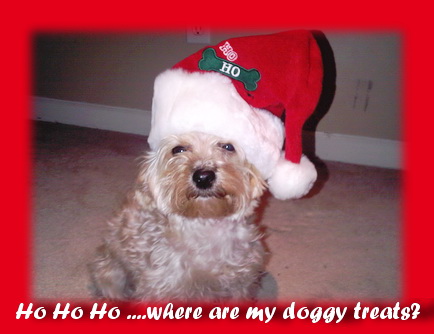 Kona waiting for some Christmas doggy treats!